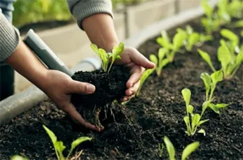 Adubação e Fertilização de Jardim