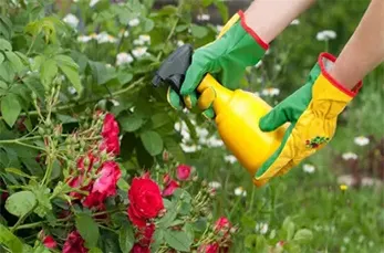 Controle de Pragas e Doenças de Jardim