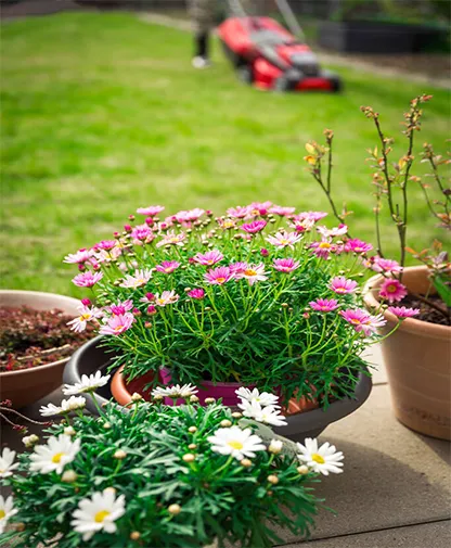 Manutenção de Jardim