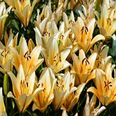 Manutenção de Jardim de Condomínios