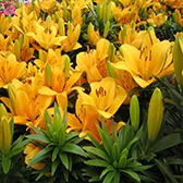 Manutenção de Jardim de Condomínios