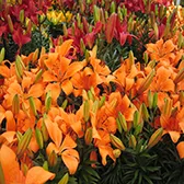 Manutenção de Jardim de Condomínios